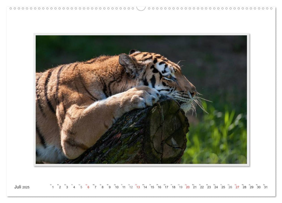 Emotionale Momente: Tiger - Kraft & Schönheit. / CH-Version (CALVENDO Premium Wandkalender 2025)