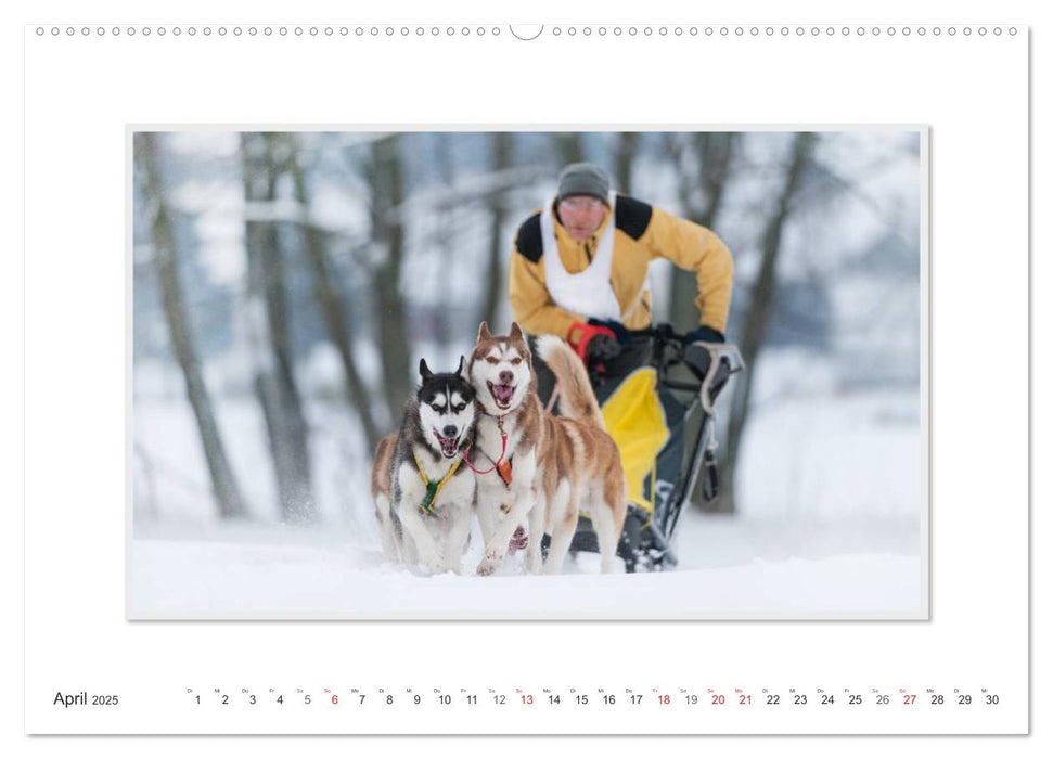 Emotionale Momente: The Art of Huskys. / CH-Version (CALVENDO Premium Wandkalender 2025)