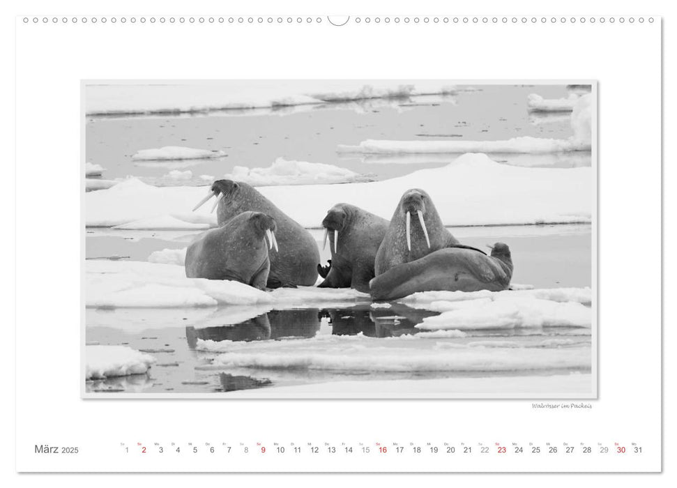 Emotionale Momente: Spitzbergen Svalbard / CH-Version (CALVENDO Premium Wandkalender 2025)