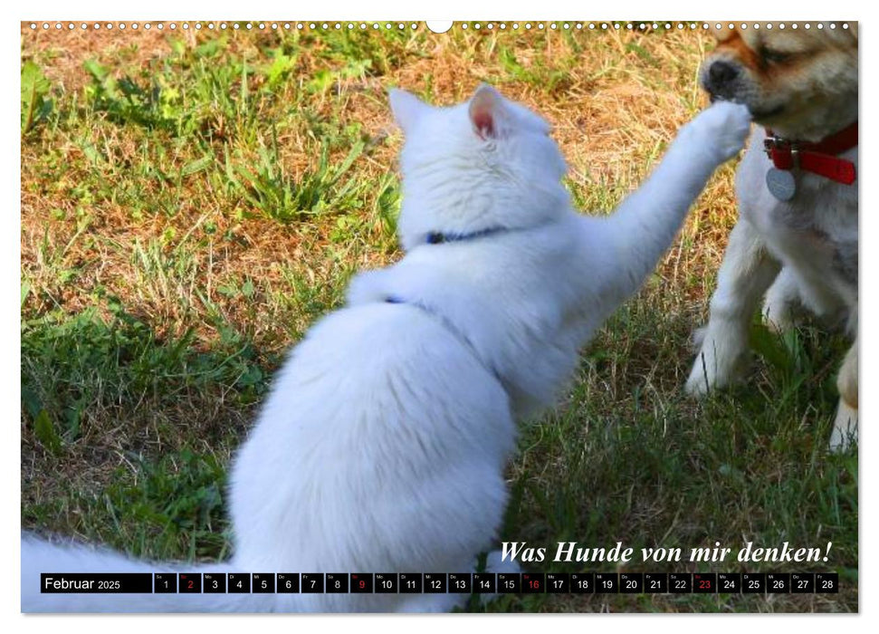 Katzen • Wie sie wirklich sind! (CALVENDO Premium Wandkalender 2025)