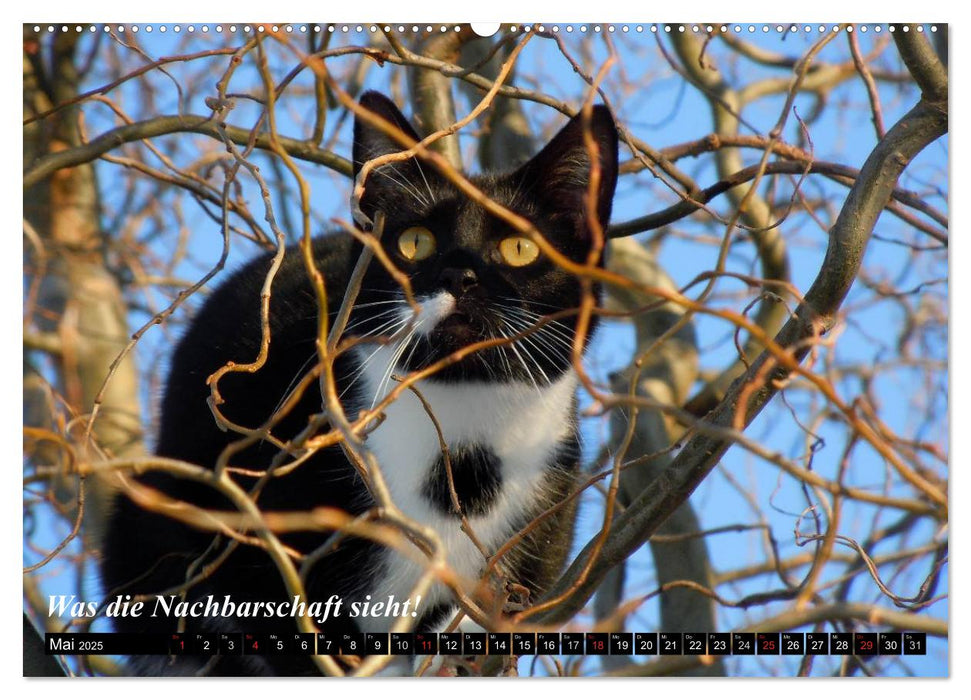 Katzen • Wie sie wirklich sind! (CALVENDO Premium Wandkalender 2025)