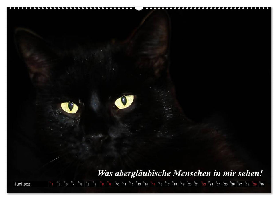 Katzen • Wie sie wirklich sind! (CALVENDO Premium Wandkalender 2025)