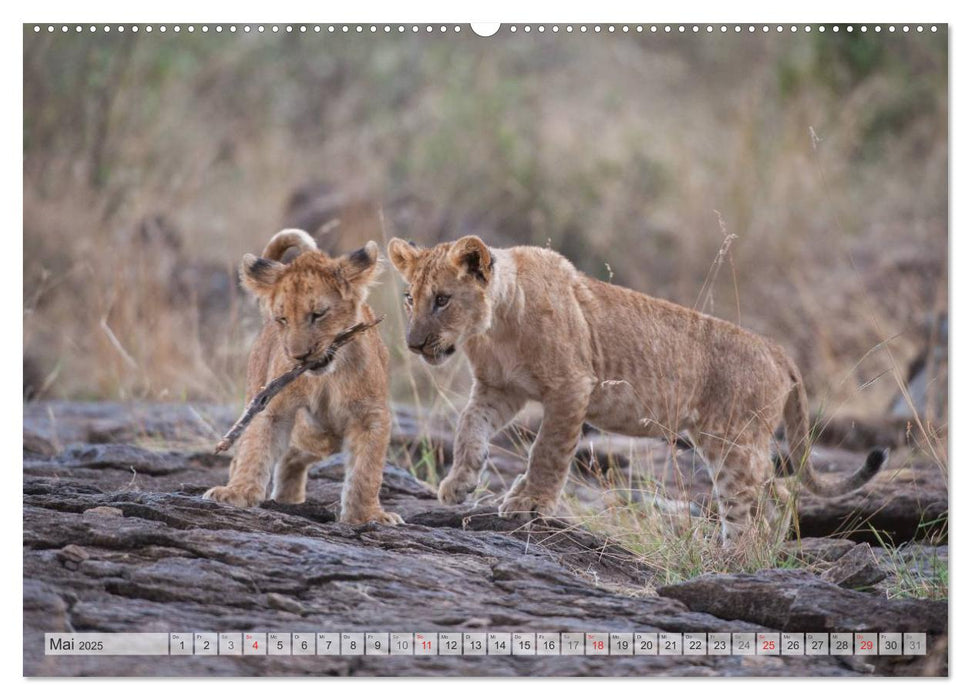 Emotionale Momente: Liebenswerte Löwenbabys / CH-Version (CALVENDO Premium Wandkalender 2025)