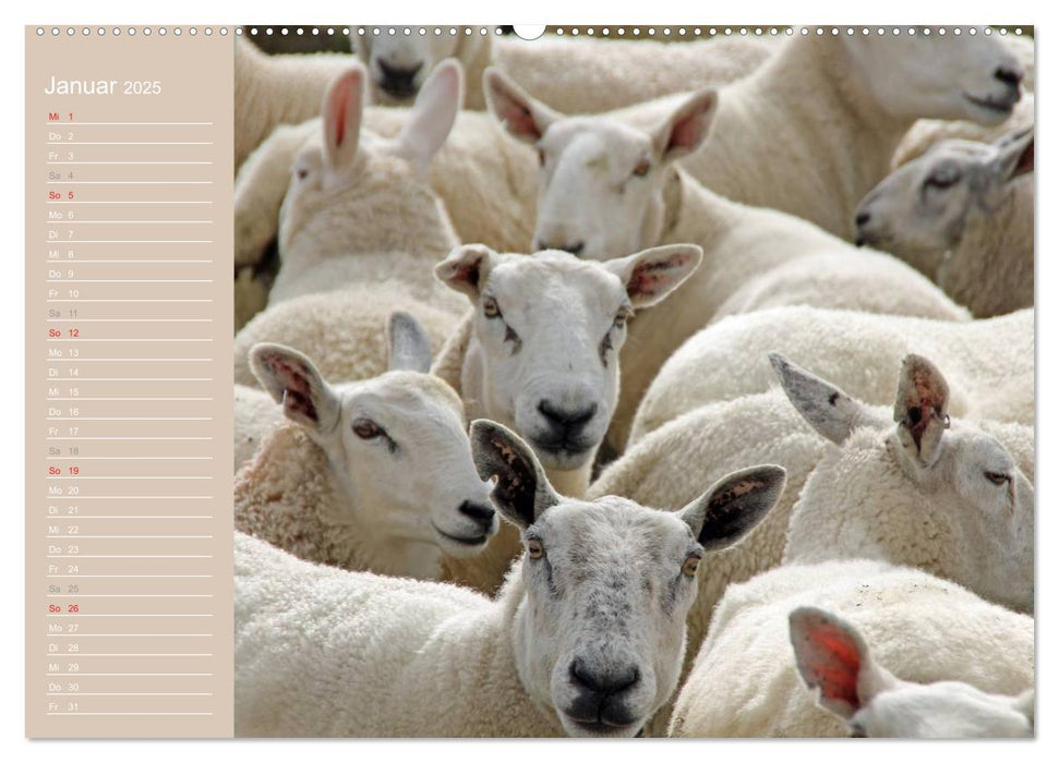 Schafe / Geburtstagskalender (CALVENDO Premium Wandkalender 2025)