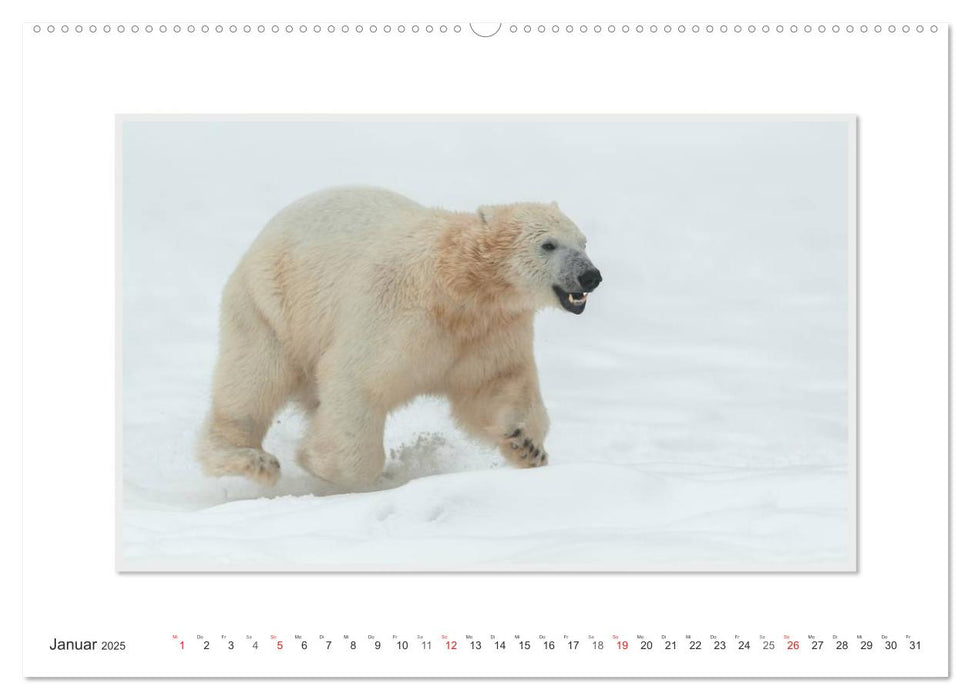 Emotionale Momente: Der Eisbär. / CH-Version (CALVENDO Premium Wandkalender 2025)