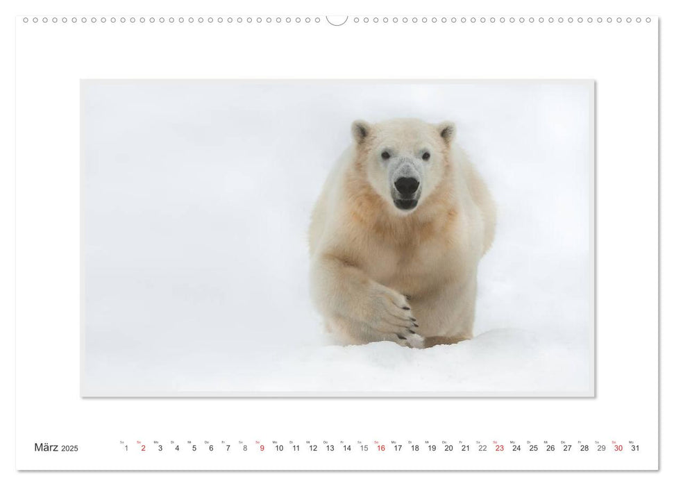 Emotionale Momente: Der Eisbär. / CH-Version (CALVENDO Premium Wandkalender 2025)