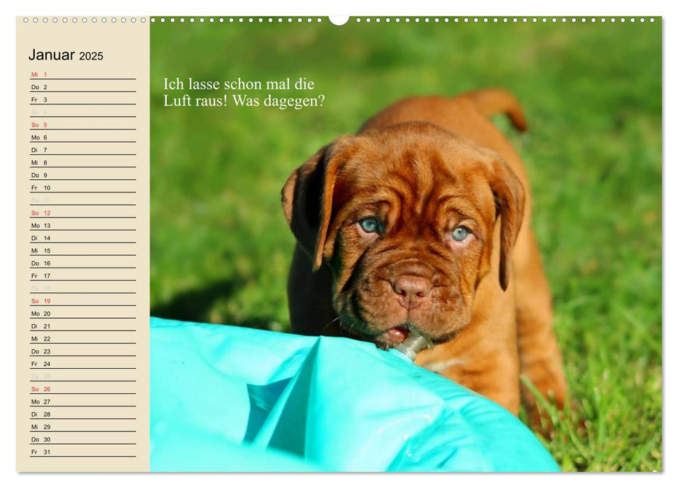 Hunde. Große und kleine Nasen (CALVENDO Premium Wandkalender 2025)