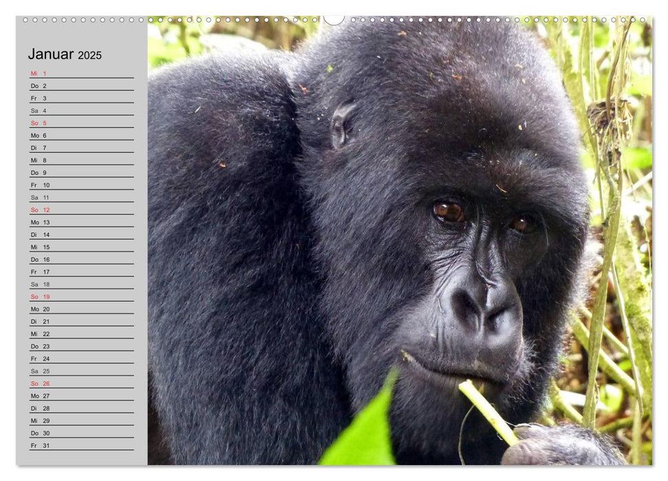 Gorillas. Kraftvolle Pazifisten (CALVENDO Premium Wandkalender 2025)