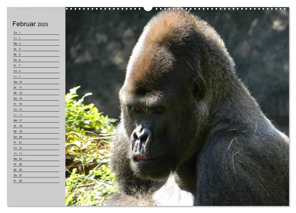 Gorillas. Kraftvolle Pazifisten (CALVENDO Premium Wandkalender 2025)