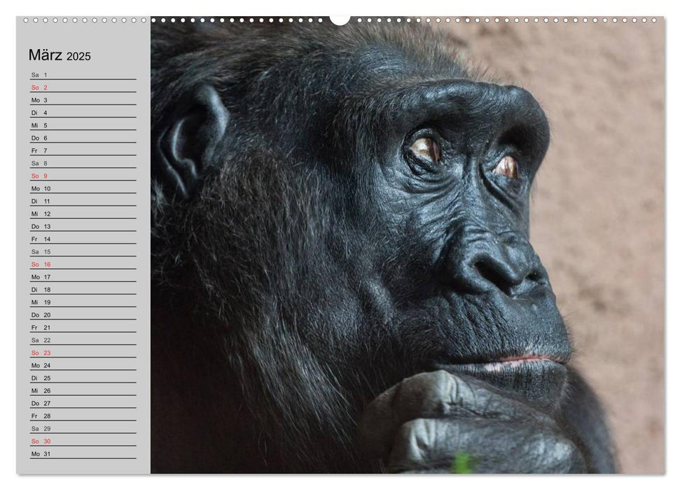 Gorillas. Kraftvolle Pazifisten (CALVENDO Premium Wandkalender 2025)