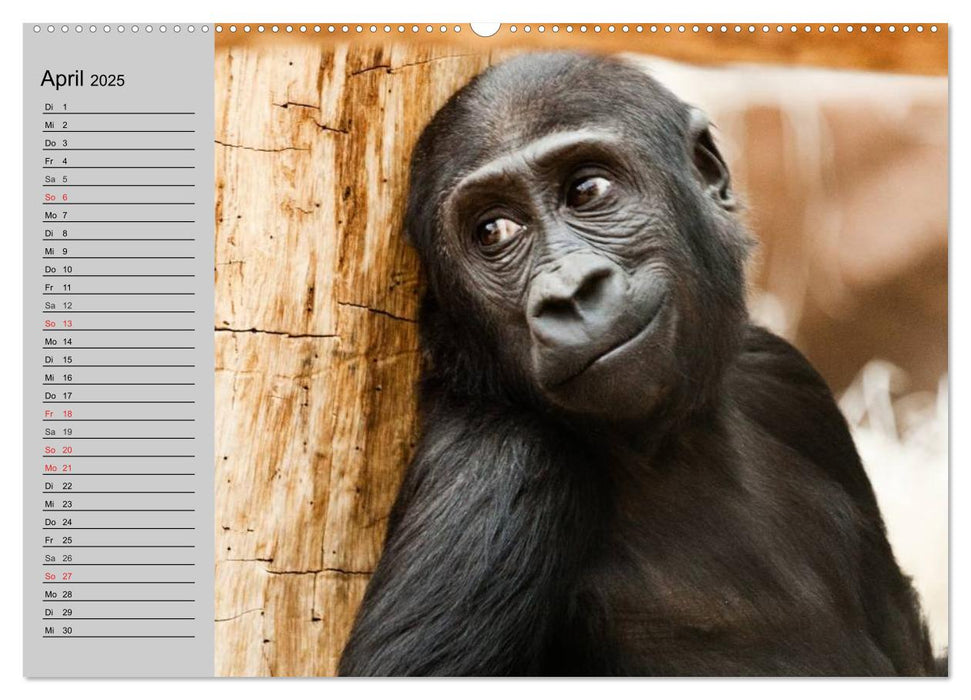 Gorillas. Kraftvolle Pazifisten (CALVENDO Premium Wandkalender 2025)