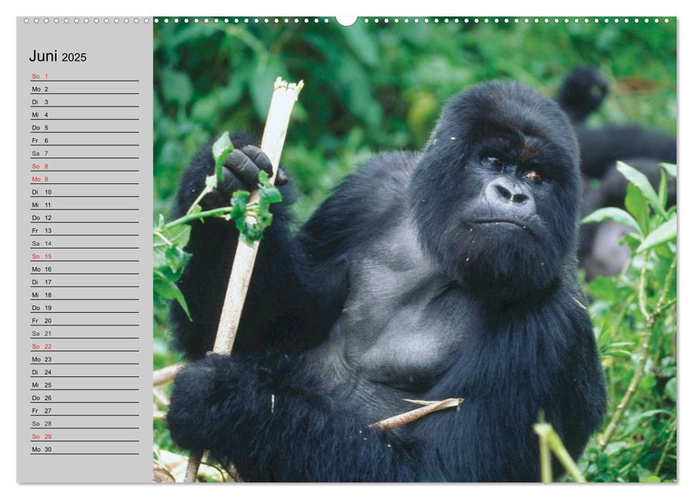 Gorillas. Kraftvolle Pazifisten (CALVENDO Premium Wandkalender 2025)