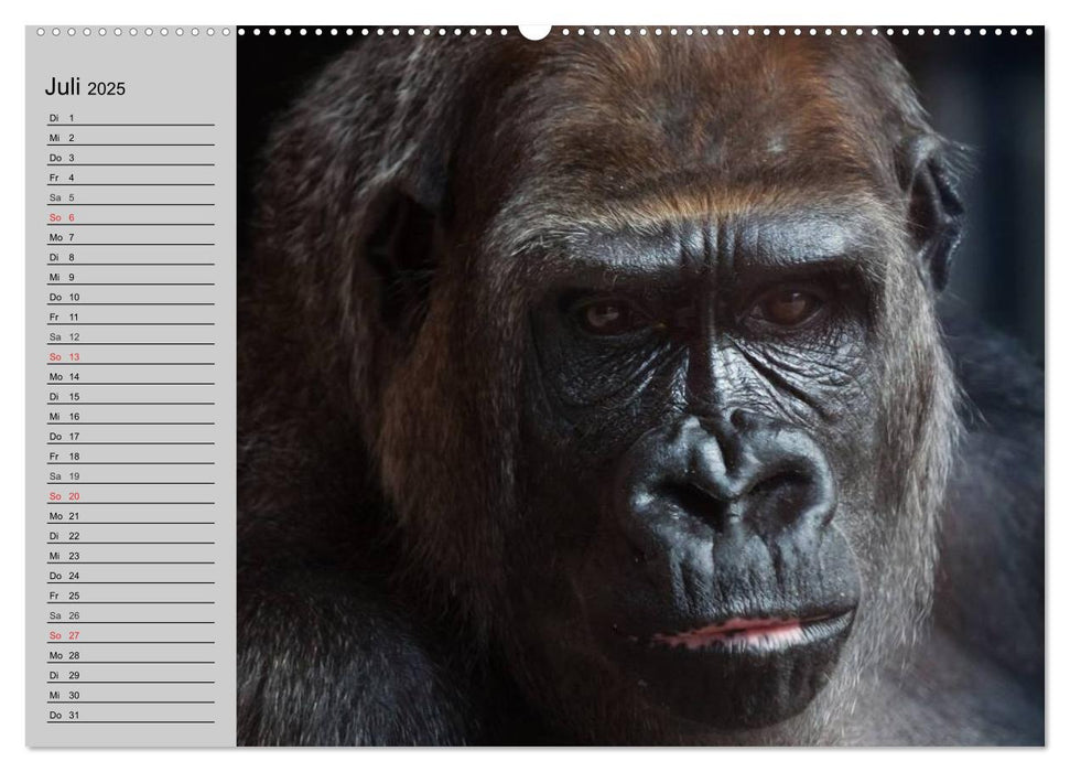 Gorillas. Kraftvolle Pazifisten (CALVENDO Premium Wandkalender 2025)