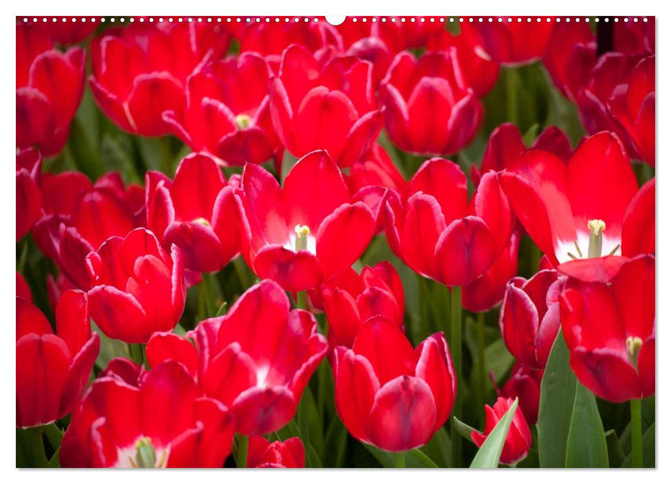 Tulpen (CALVENDO Premium Wandkalender 2025)