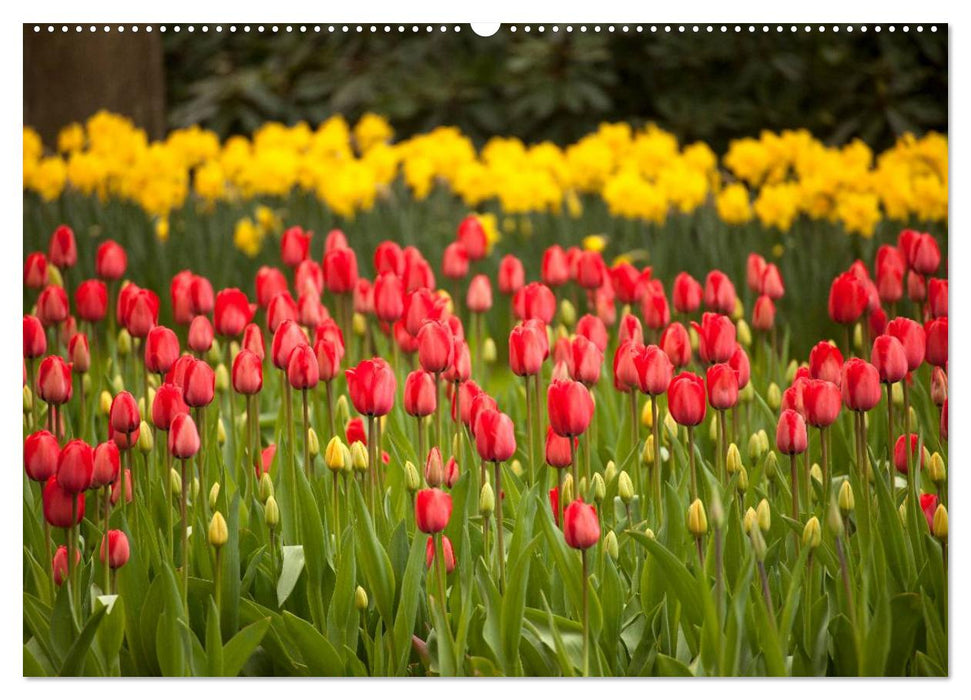 Tulpen (CALVENDO Premium Wandkalender 2025)