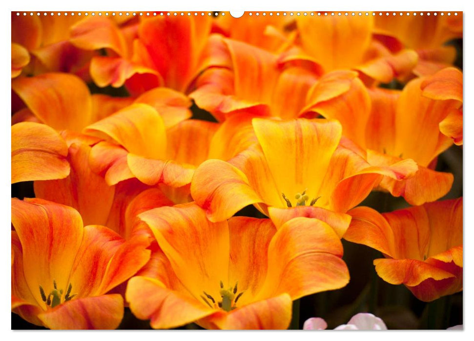 Tulpen (CALVENDO Premium Wandkalender 2025)