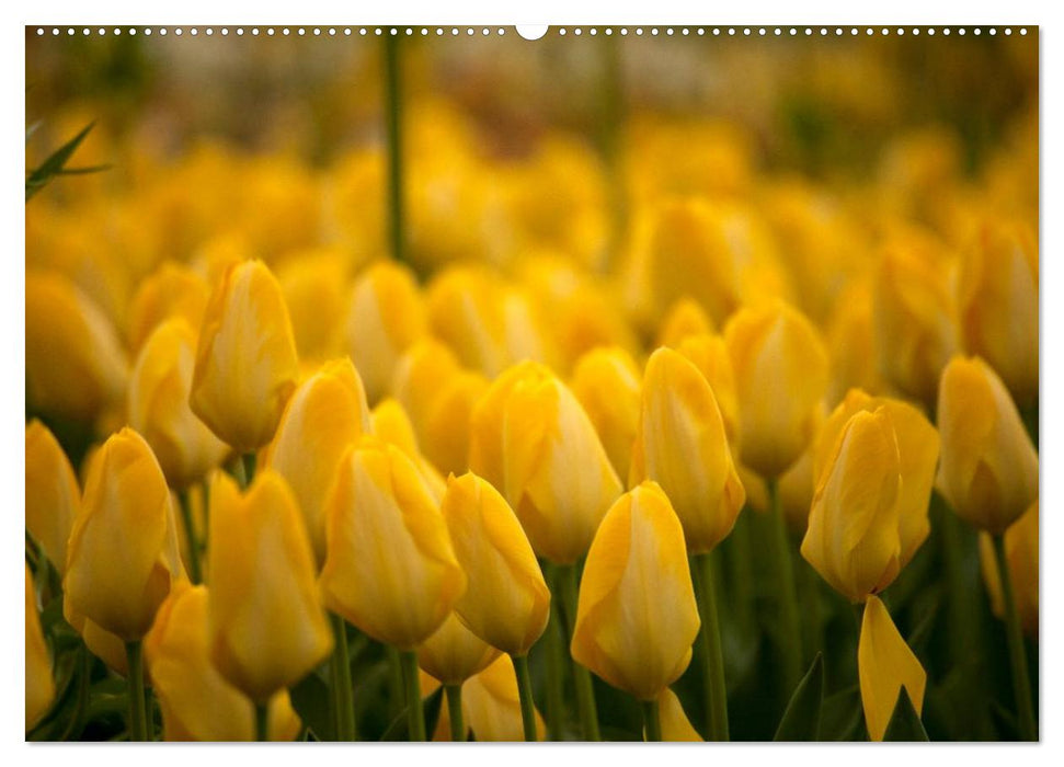 Tulpen (CALVENDO Premium Wandkalender 2025)