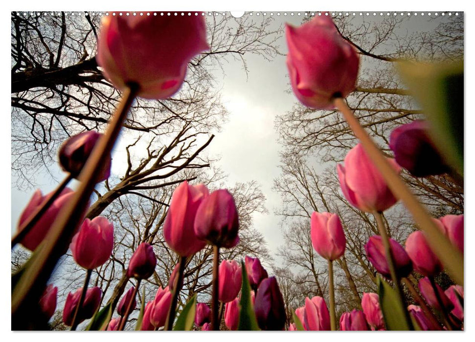 Tulpen (CALVENDO Premium Wandkalender 2025)