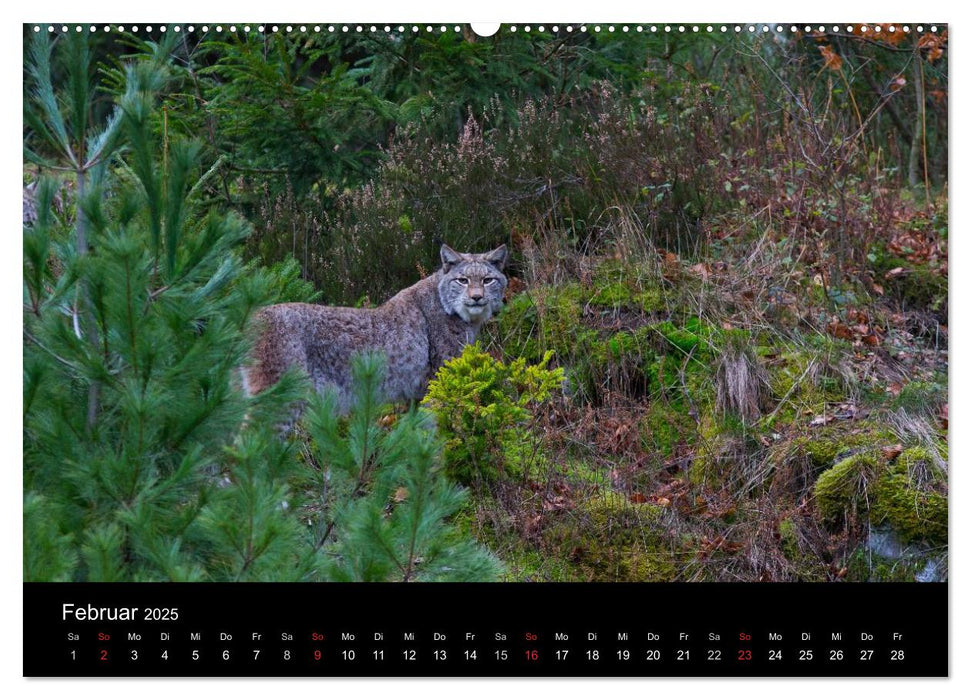 Der Luchs (CALVENDO Premium Wandkalender 2025)