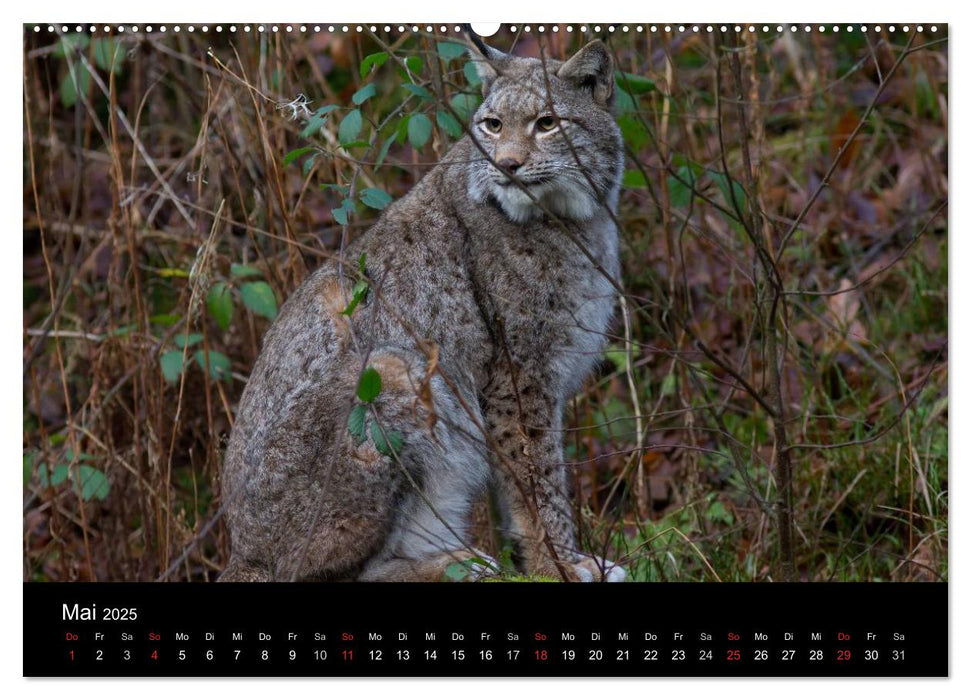 Der Luchs (CALVENDO Premium Wandkalender 2025)