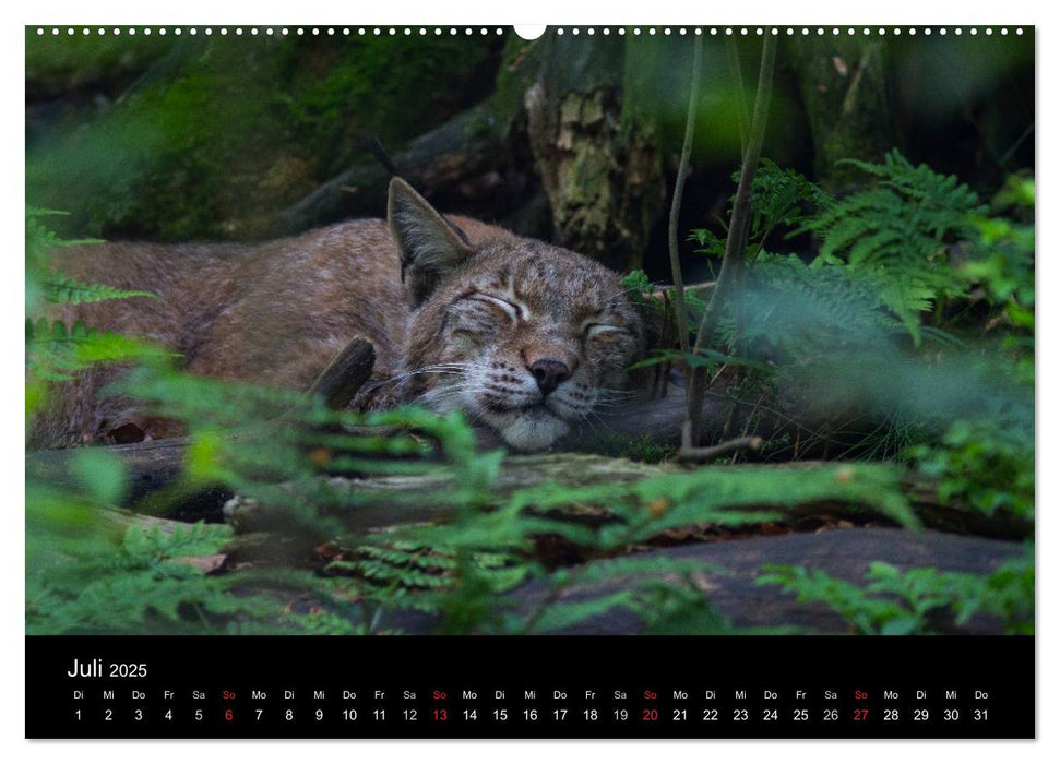 Der Luchs (CALVENDO Premium Wandkalender 2025)