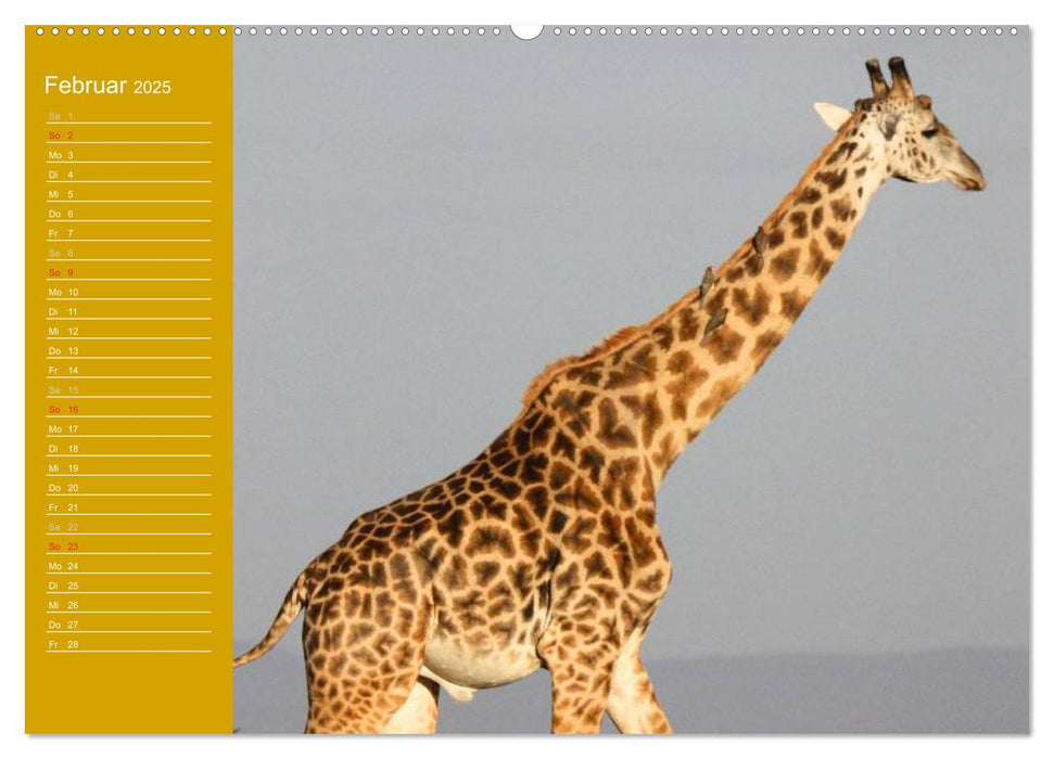 Giraffen / Geburtstagskalender (CALVENDO Premium Wandkalender 2025)