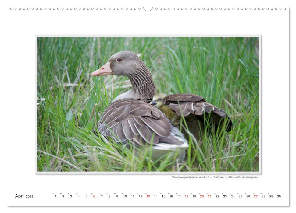 Neusiedler See / CH-Version (CALVENDO Premium Wandkalender 2025)