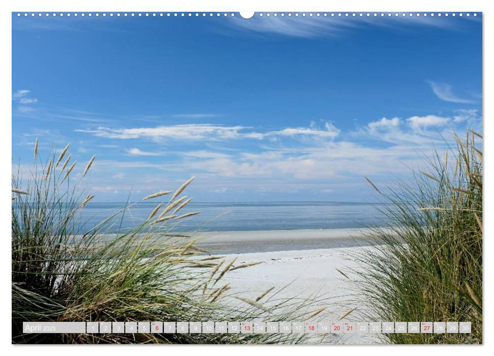 Amrum, die Perle in der Nordsee (CALVENDO Wandkalender 2025)