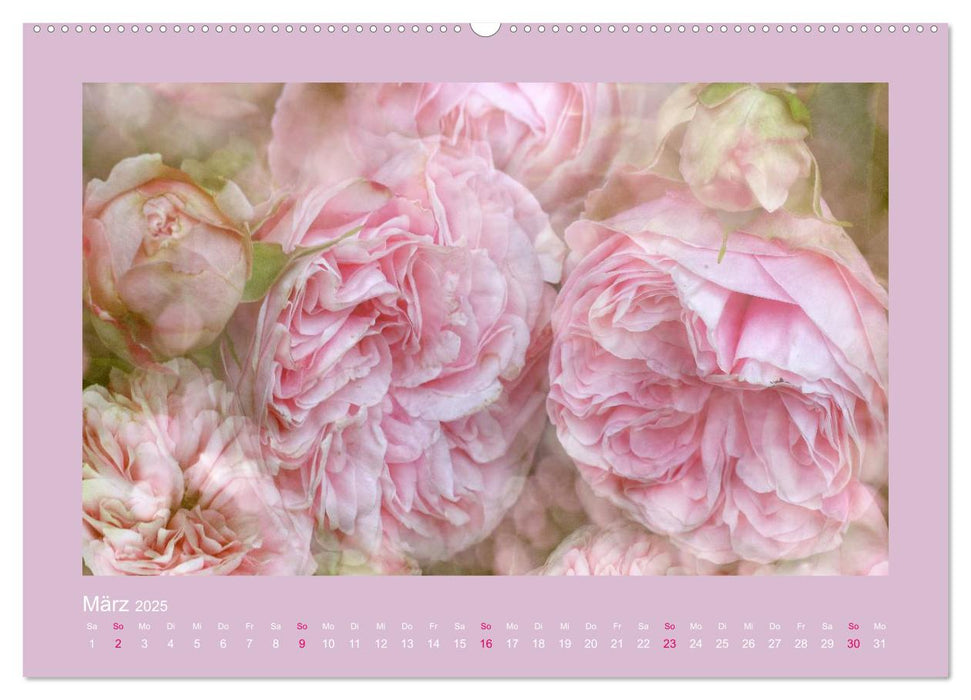 Romantische Rosen (CALVENDO Premium Wandkalender 2025)