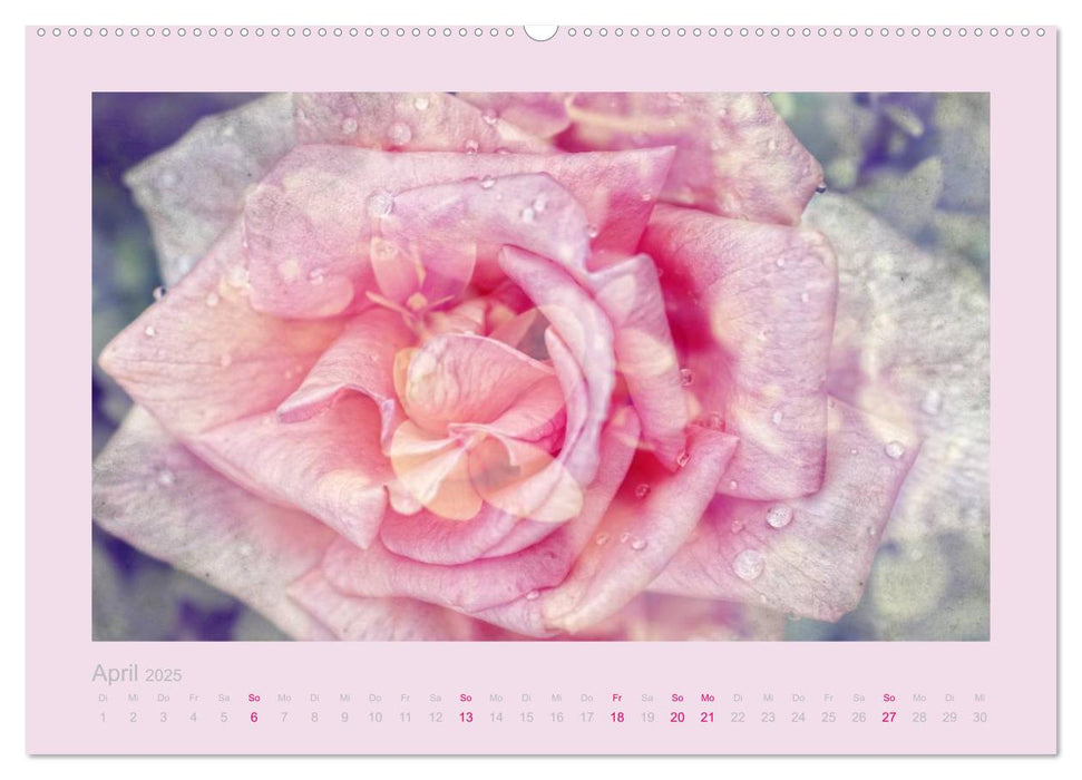 Romantische Rosen (CALVENDO Premium Wandkalender 2025)