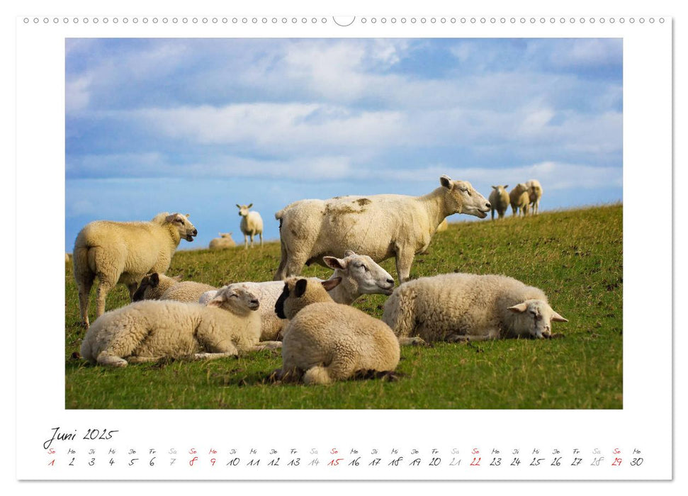 Nordsee - einfach Meer (CALVENDO Premium Wandkalender 2025)