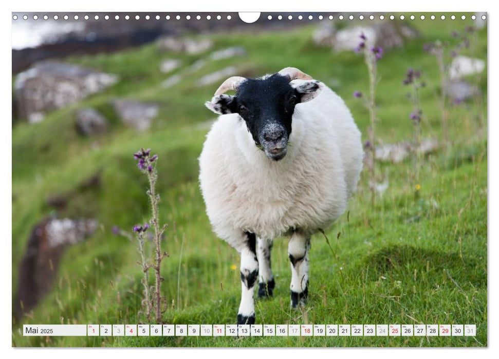 Traumreisen Schottland (CALVENDO Wandkalender 2025)