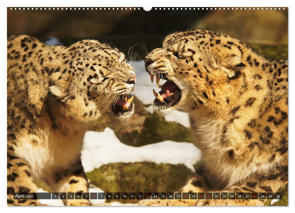 Raubkatzen. Wild, schön und kraftvoll (CALVENDO Premium Wandkalender 2025)