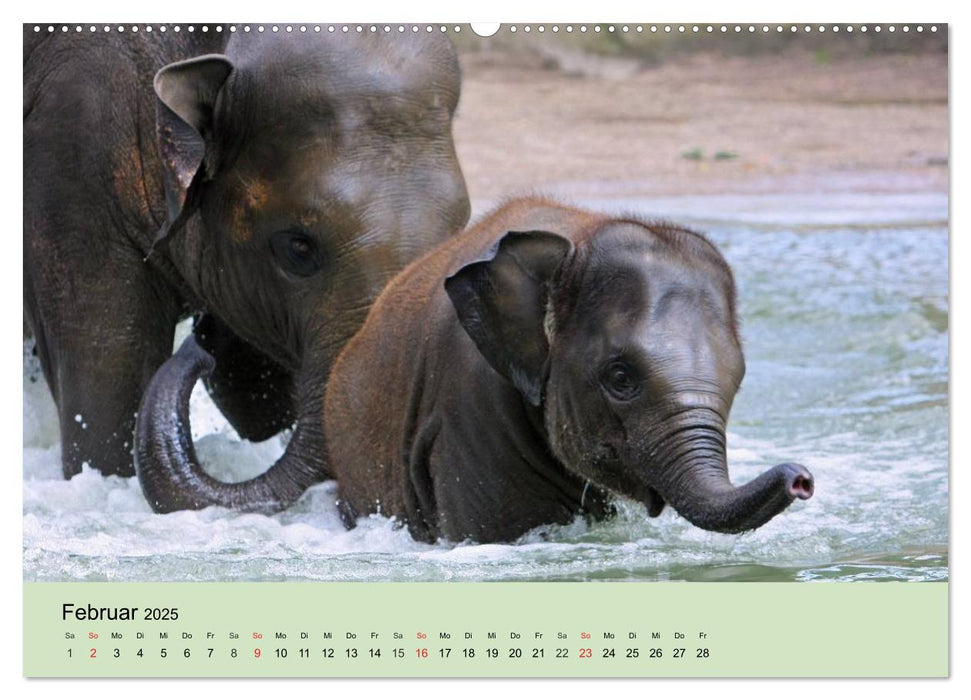 Elefanten. Badespaß am Strand (CALVENDO Premium Wandkalender 2025)