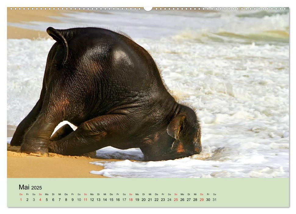 Elefanten. Badespaß am Strand (CALVENDO Premium Wandkalender 2025)