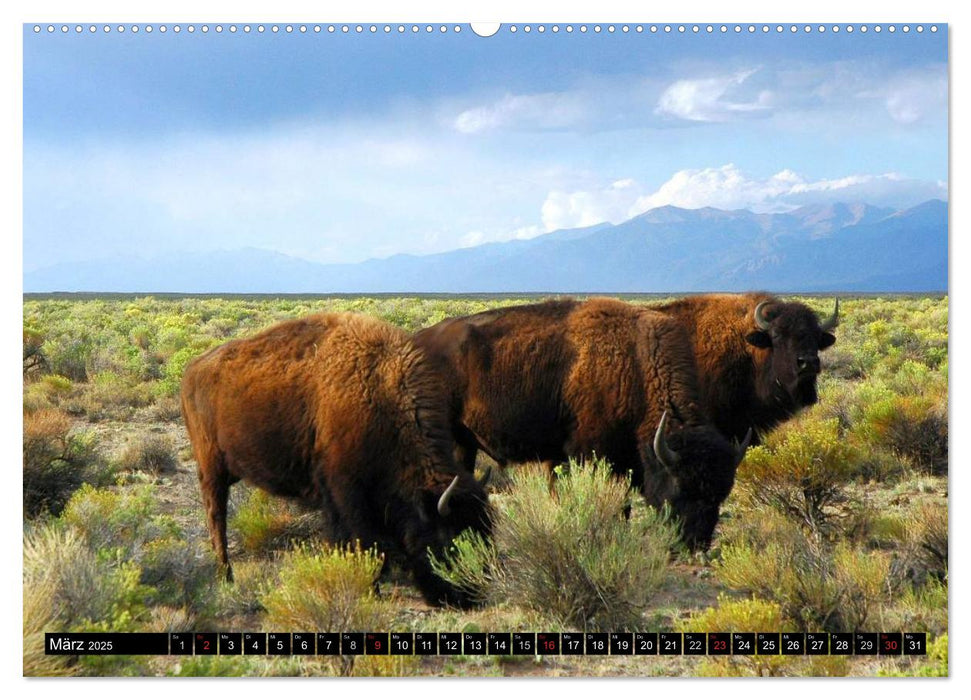 Wisent und Bison (CALVENDO Premium Wandkalender 2025)