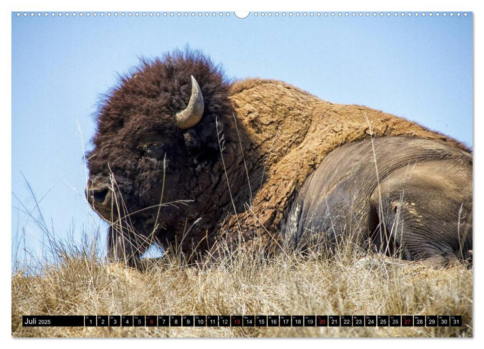 Wisent und Bison (CALVENDO Premium Wandkalender 2025)