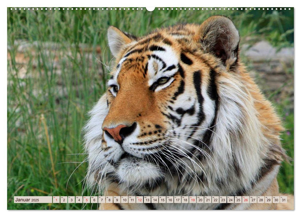 Tiger. Gestreift, wild u. schön (CALVENDO Premium Wandkalender 2025)