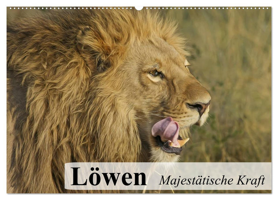 Löwen. Majestätische Kraft (CALVENDO Wandkalender 2025)