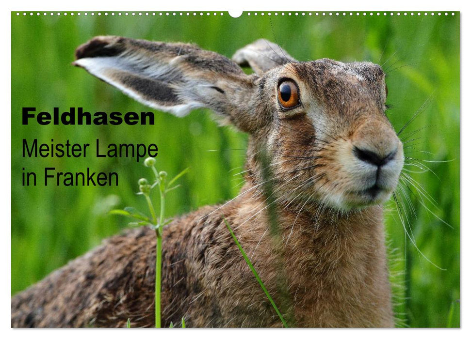 Feldhasen - Meister Lampe in Franken (CALVENDO Wandkalender 2025)