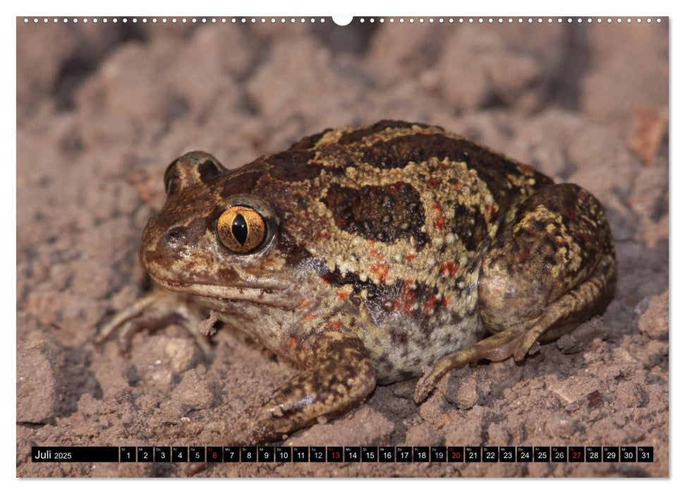 Die wunderbare Welt der Amphibien (CALVENDO Premium Wandkalender 2025)