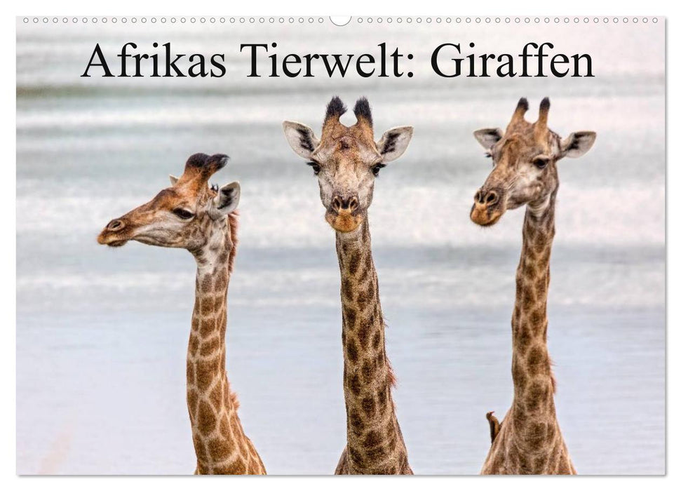 Afrikas Tierwelt: Giraffen (CALVENDO Wandkalender 2025)