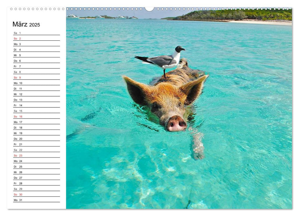 Schwimmende Schweine (CALVENDO Wandkalender 2025)