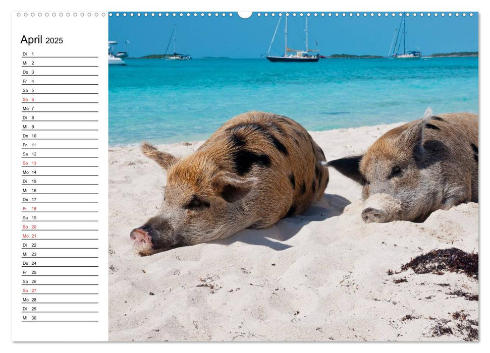 Schwimmende Schweine (CALVENDO Wandkalender 2025)