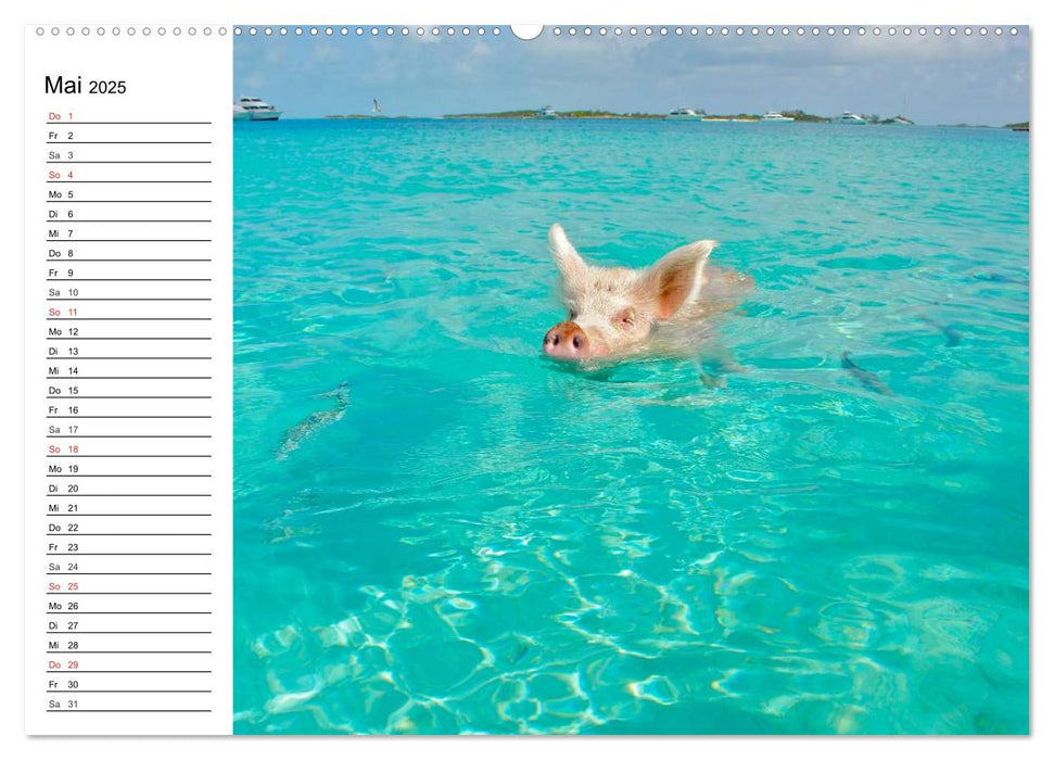 Schwimmende Schweine (CALVENDO Wandkalender 2025)