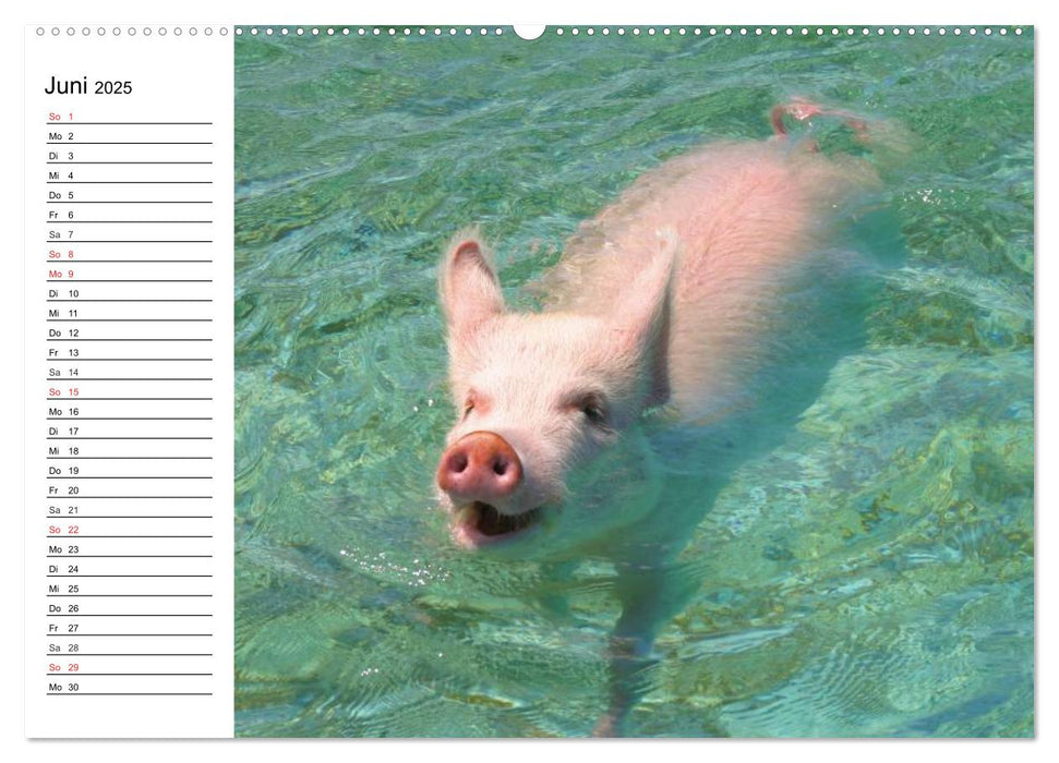 Schwimmende Schweine (CALVENDO Wandkalender 2025)