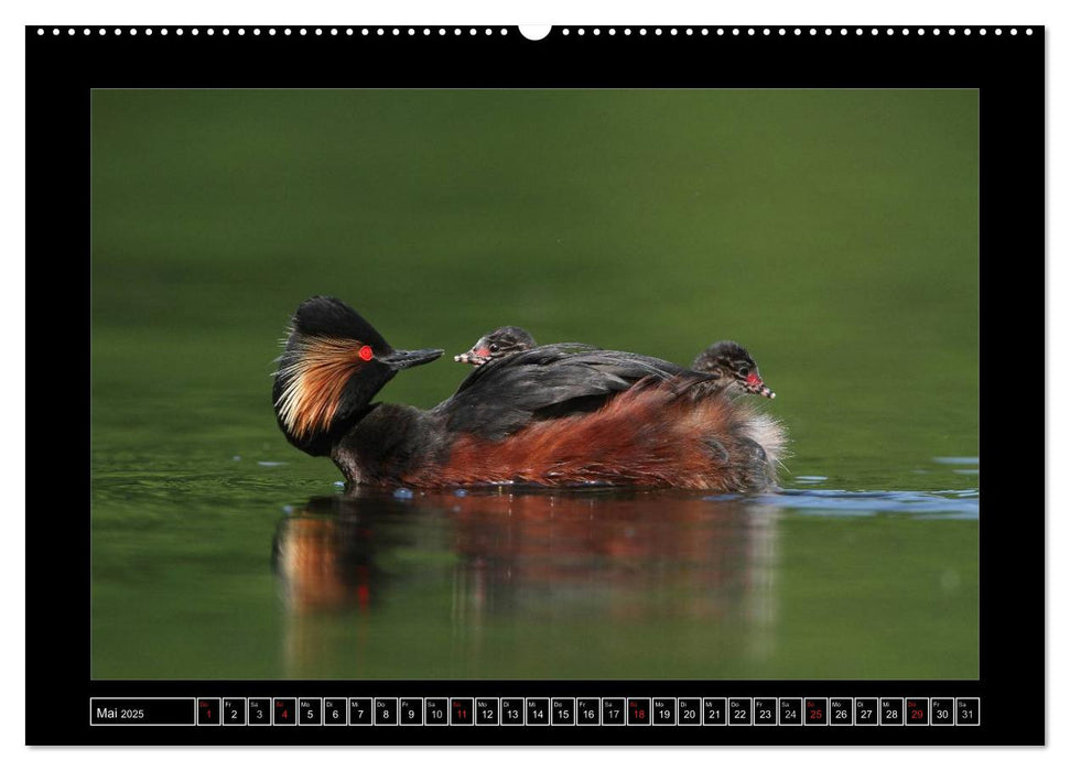 Rot in der Natur (CALVENDO Premium Wandkalender 2025)