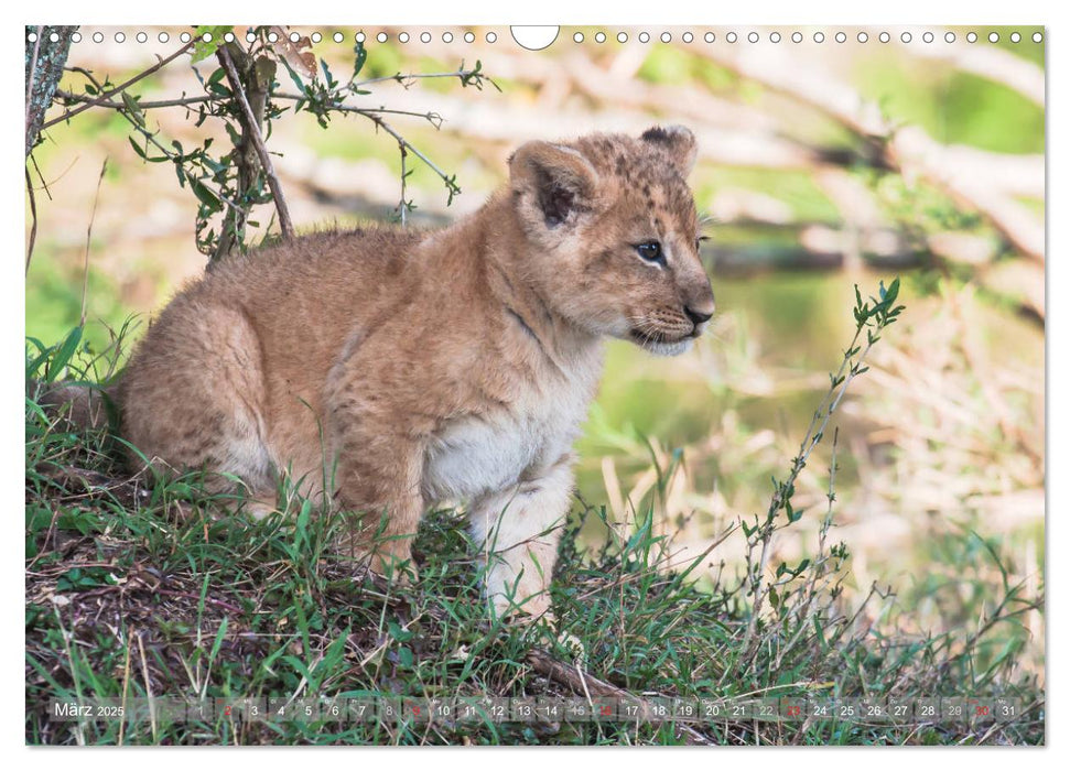 Löwen - Raubkatzen Afrikas (CALVENDO Wandkalender 2025)