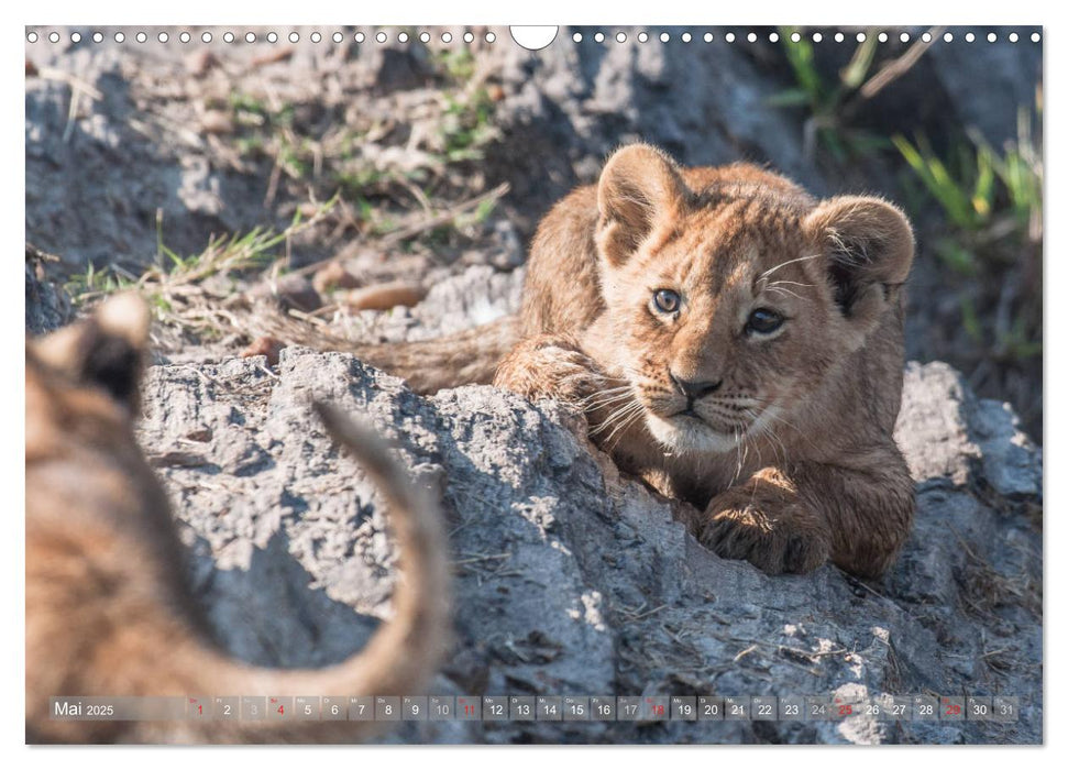 Löwen - Raubkatzen Afrikas (CALVENDO Wandkalender 2025)