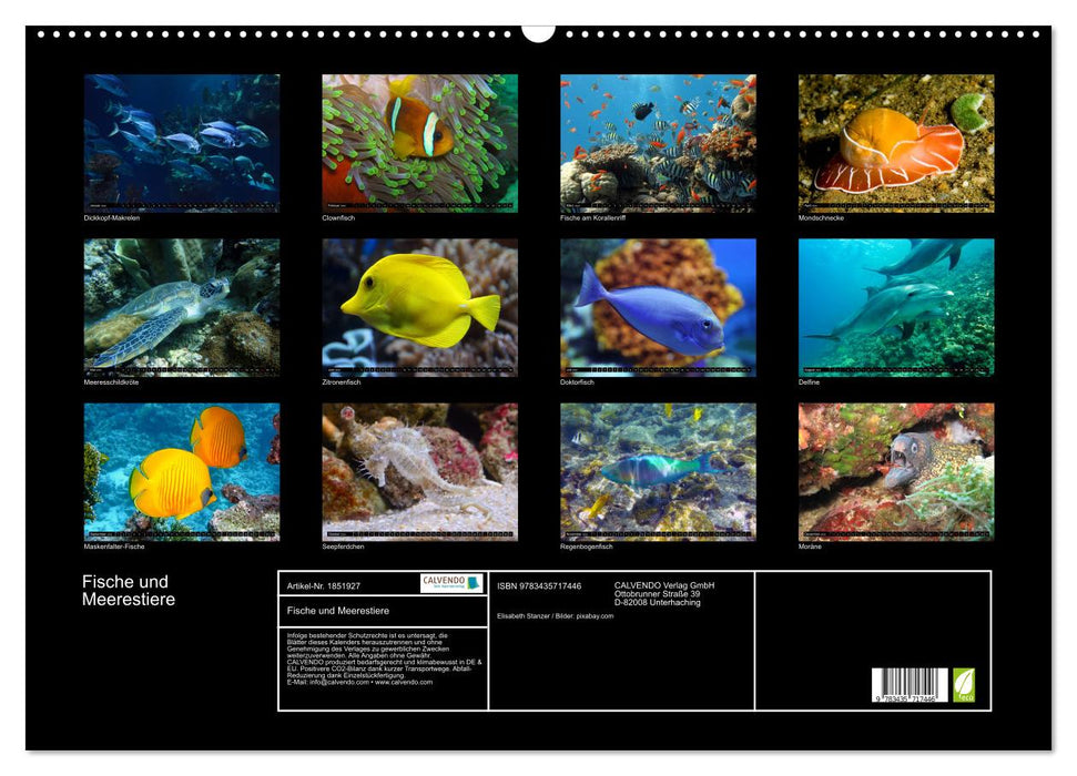 Fische und Meerestiere (CALVENDO Wandkalender 2025)